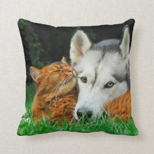 Somalische Katze und niedliche Freunde des Kissen