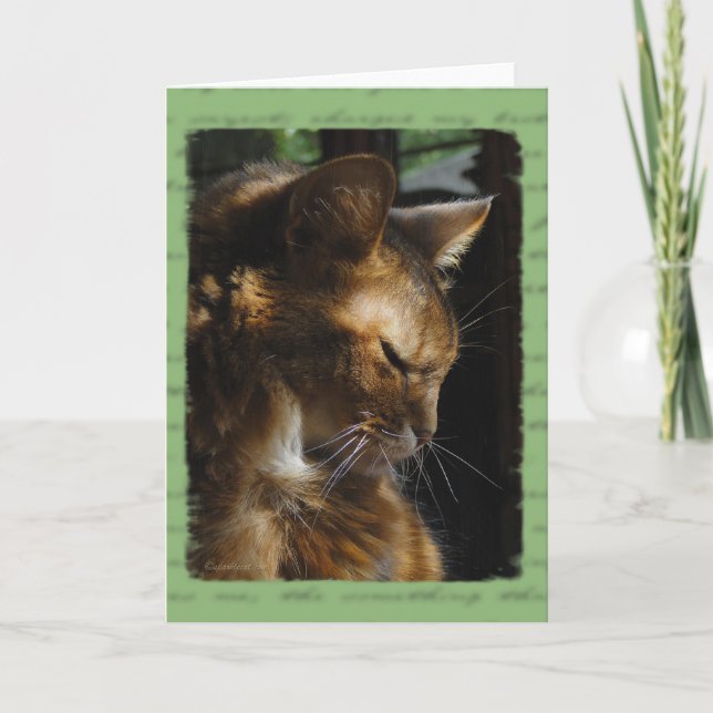 Somalische Katzen-Beileids-Karte Karte (Vorderseite)