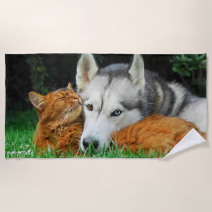 Somalische Katzen-sibirischer Strandtuch