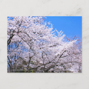 Somei-yoshino: Kirschblüten [Postkarte] Postkarte
