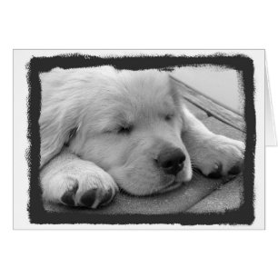 Sommeil d'or de chiot