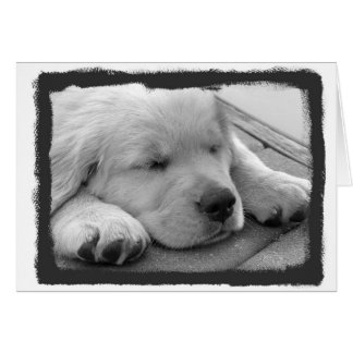 Sommeil d'or de chiot