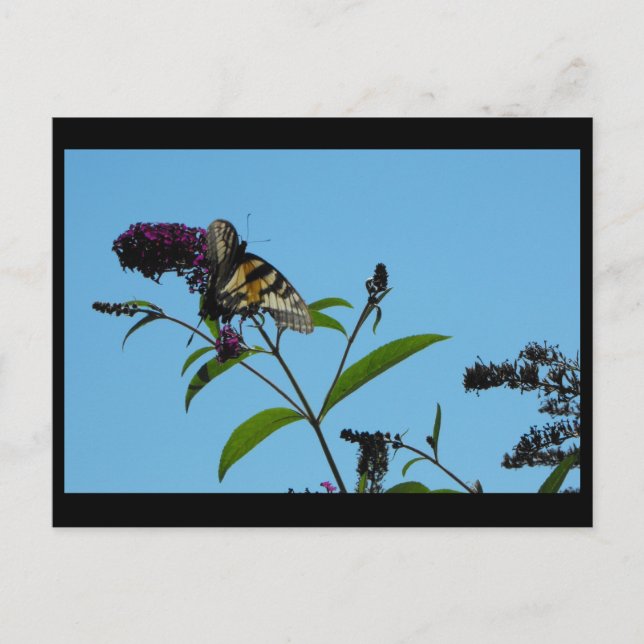 ~ Sommer 19 ~ Postkarte (Vorderseite)