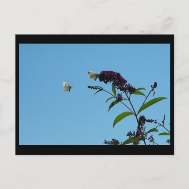 ~ Sommer 20 ~ Postkarte (Vorderseite)