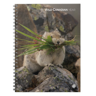 Sommer - Amerika - Pica Notizblock