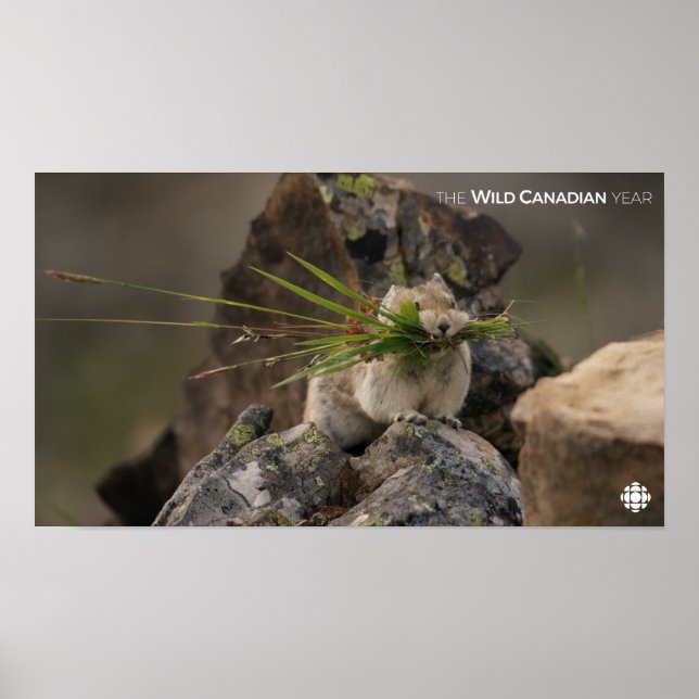 Sommer - Amerika - Pica Poster (Vorne)