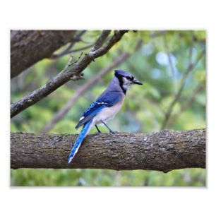 Sommer-Blau-Jay Fotodruck