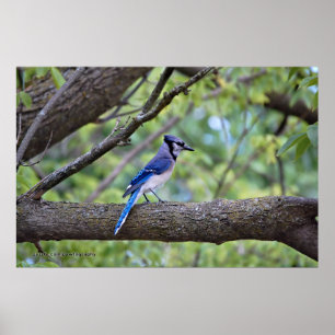 Sommer-Blau-Jay Poster