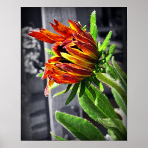 Sommer-Blume Poster