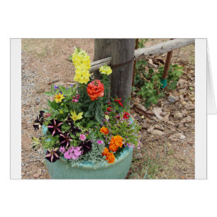 Sommer-Blumen im Türkis-Topf