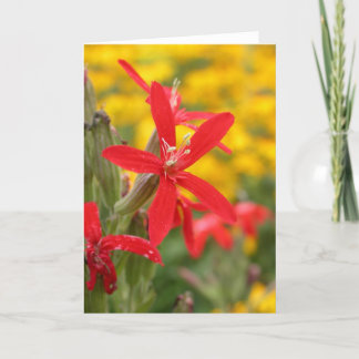 Sommer-Blumen - königliche Pechnelke Karte