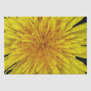 Sommer-gelbe Löwenzahn-Blume auf irgendeiner Farbe Seidenpapier