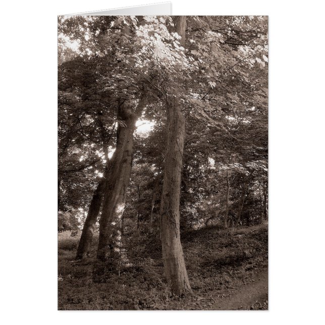 Sommer im Wald - warm gebügelt (Vorne)