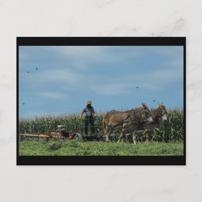 ~ Sommer in Lancaster Landkreis ~ 73 Postkarte (Vorderseite)