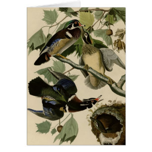 Sommer oder hölzerne Ente