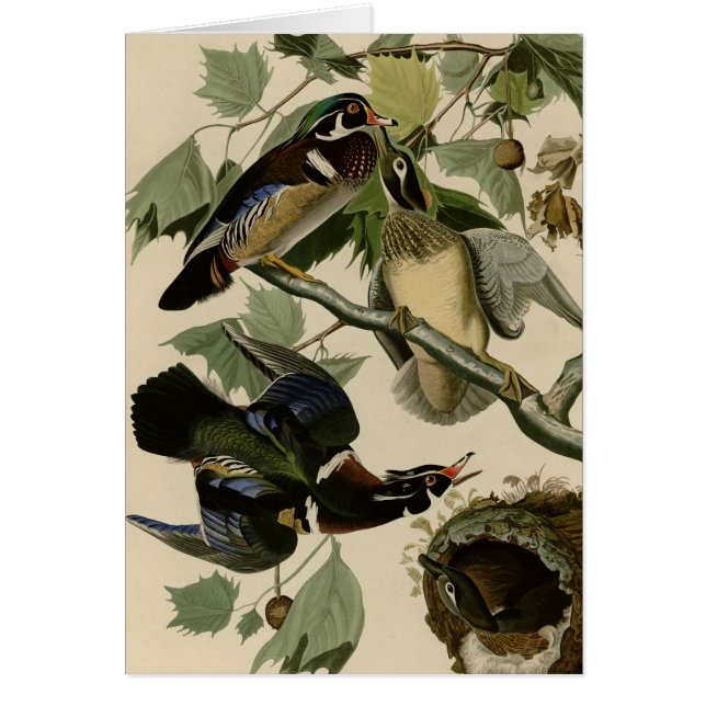 Sommer oder hölzerne Ente (Vorne)