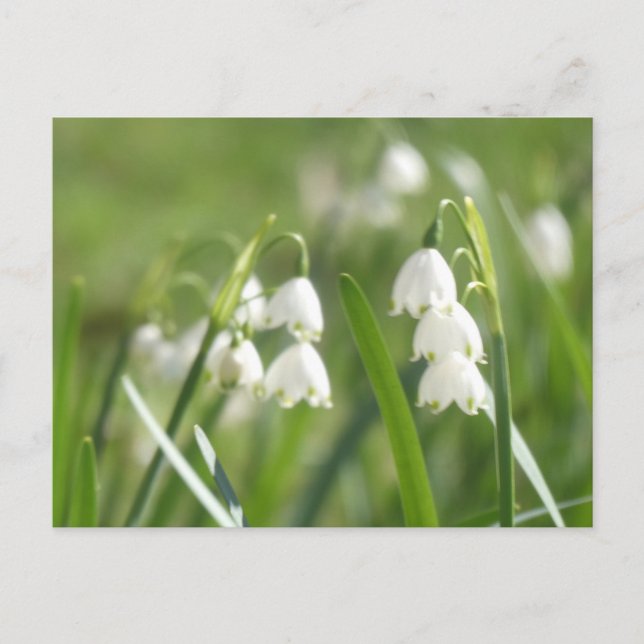 Sommer-Schneeflocken DIY Postkarte (Vorderseite)