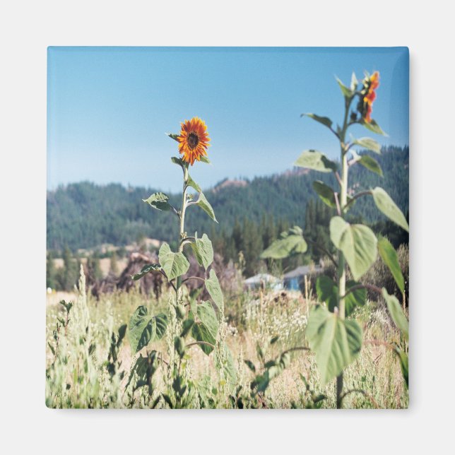 Sommer Sonnenblumen....... Magnet (Vorne)