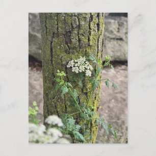 Sommerblumen Postkarte