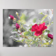 Sommerblüten der rote Rose