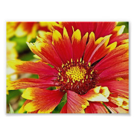 Sommerblüten rot und gelb fotodruck
