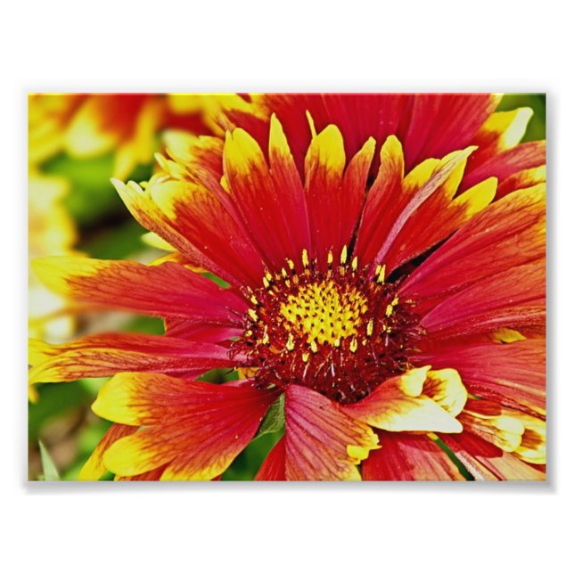Sommerblüten rot und gelb fotodruck (Vorne)