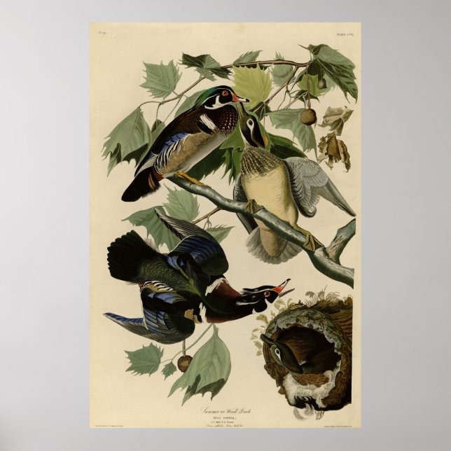 Sommerente, Holzente, Audubons Vögel von Amerika Poster (Vorne)