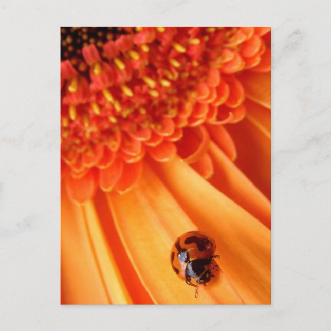 Sommerfarbe Postkarte (Vorderseite)