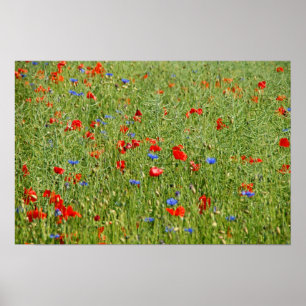 Sommerfeld mit roten und blauen Blumen Poster