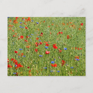 Sommerfeld mit roten und blauen Blumen Postkarte