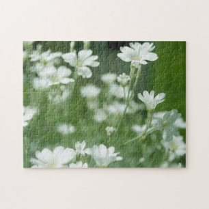 Sommerfrischer weißer Garten Blume