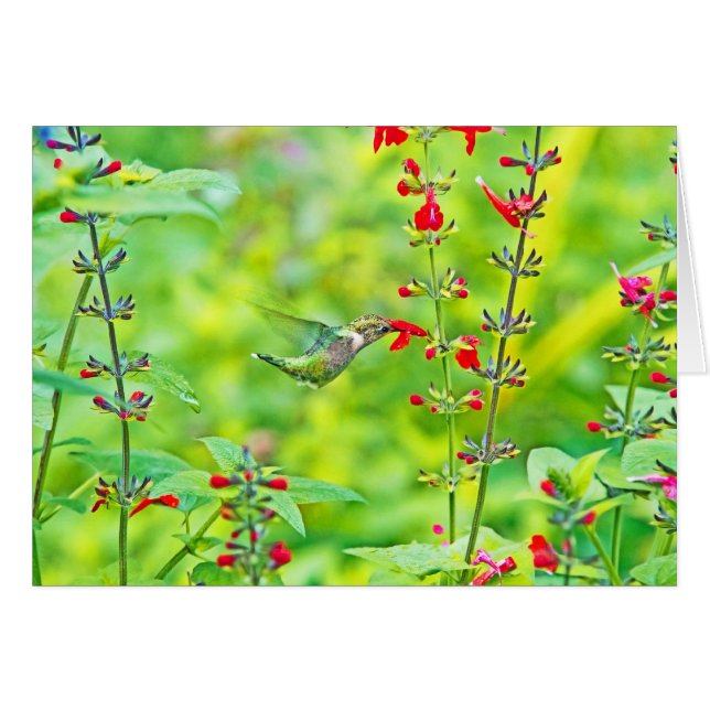 Sommergarten (Vorderseite (Horizontal))