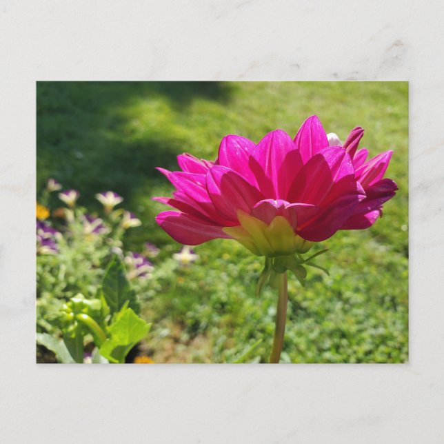 Sommergarten Postkarte (Vorderseite)