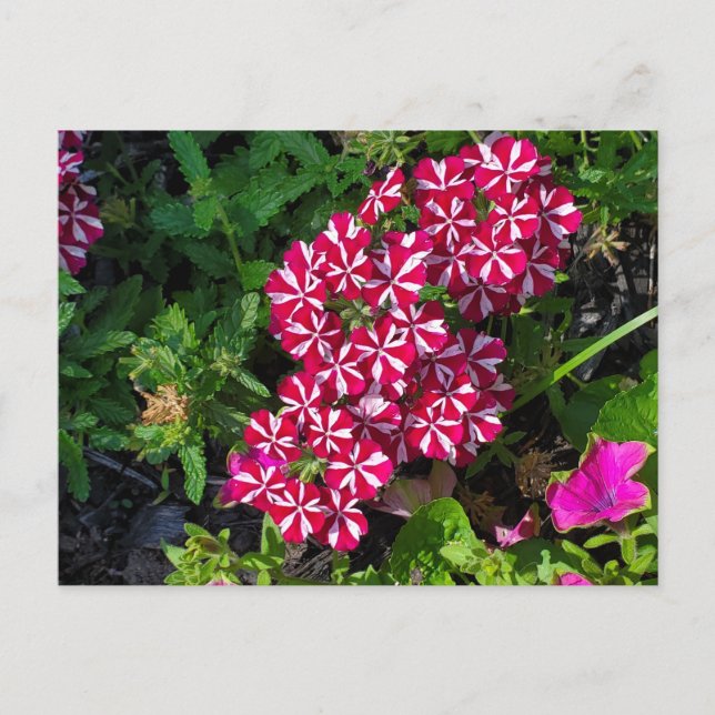 Sommergarten Postkarte (Vorderseite)