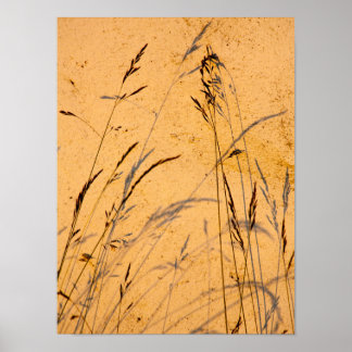 Sommergras und Schatten Postkarte Poster