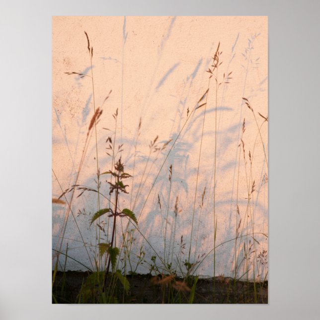 Sommergras und Schatten Postkarte Poster (Vorne)