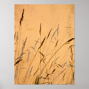 Sommergras und Schatten Postkarte Poster