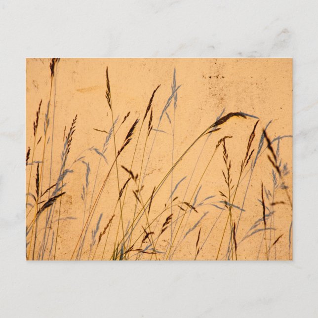 Sommergräser und Schatten Postkarte (Vorderseite)