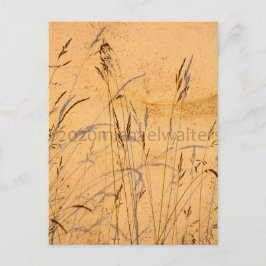 Sommergräser und Schatten Postkarte