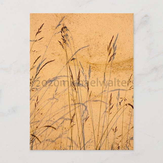 Sommergräser und Schatten Postkarte (Vorderseite)
