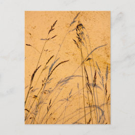 Sommergräser und Schatten Postkarte