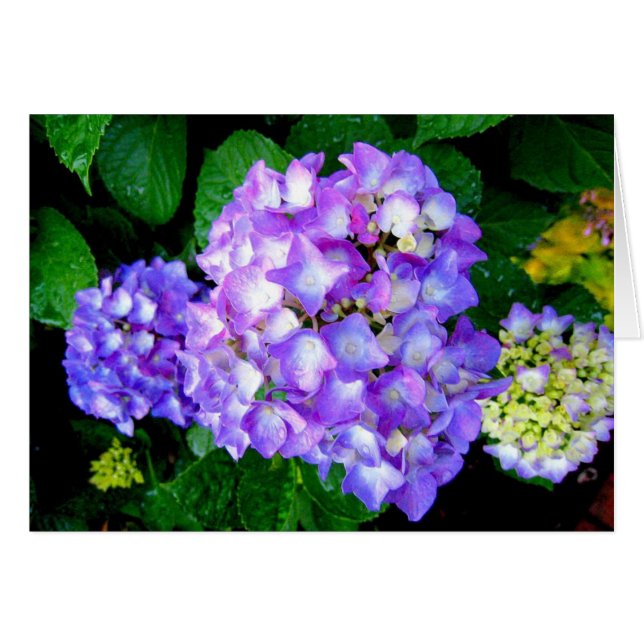 SommerHydrangea (Vorderseite (Horizontal))