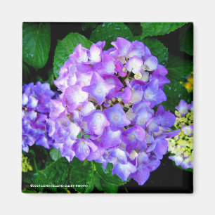 SommerHydrangea Magnet