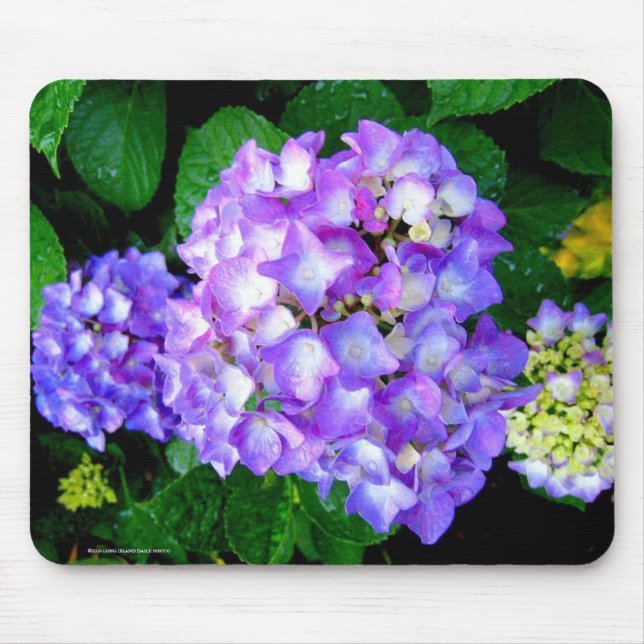 SommerHydrangea Mousepad (Vorne)