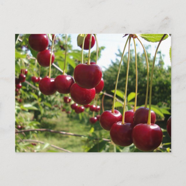 Sommerkirschen Postkarte (Vorderseite)