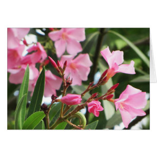 Sommerliche Blume