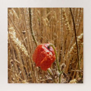 Sommerliche Blume auf dem Weizenfeld