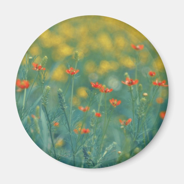 Sommerliche Blume (Blumenfeld) (Rote Blume) Magnet (Vorne)