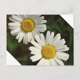 Sommerliche Blume Postkarte