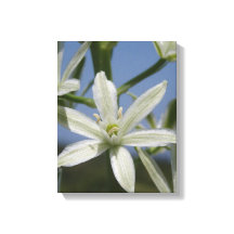 Sommerliche Blume verschnürte Canvas